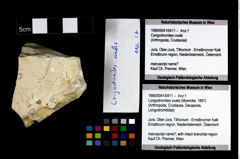 Foto (Objekt + Etikett) von Longodromites ovalis (Moericke, 1897)  (NHMW-GEO-1990-0041-0411)